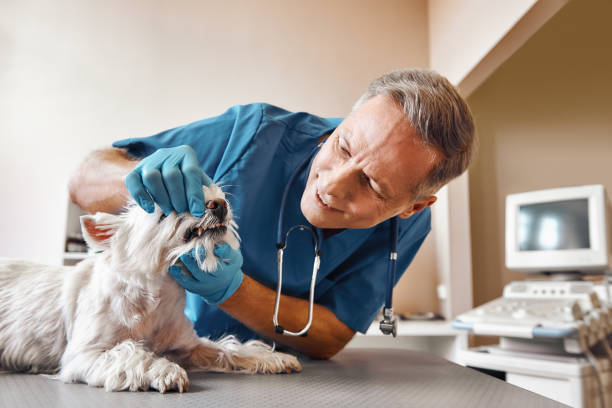 Best Emergency Tooth Extraction  in Warrensburg, MO